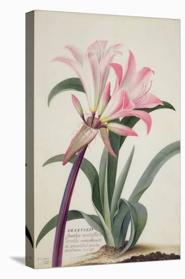 Amaryllis Belladonna, 1761-Georg Dionysius Ehret-Stretched Canvas