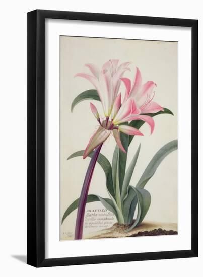 Amaryllis Belladonna, 1761-Georg Dionysius Ehret-Framed Giclee Print