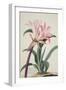 Amaryllis Belladonna, 1761-Georg Dionysius Ehret-Framed Giclee Print