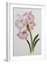 Amaryllis Belladonna, circa 1910-Ethel May Dixie-Framed Giclee Print