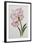 Amaryllis Belladonna, circa 1910-Ethel May Dixie-Framed Giclee Print