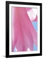 Amaryllis Belladonna-Gaetan Caron-Framed Giclee Print