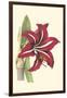 Amaryllis Blooms I-Van Houtteano-Framed Art Print