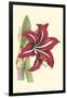 Amaryllis Blooms I-Van Houtteano-Framed Art Print