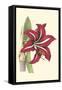 Amaryllis Blooms I-Van Houtteano-Framed Stretched Canvas