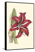 Amaryllis Blooms I-Van Houtteano-Framed Stretched Canvas