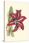 Amaryllis Blooms I-Van Houtteano-Stretched Canvas