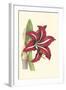 Amaryllis Blooms I-Van Houtteano-Framed Art Print