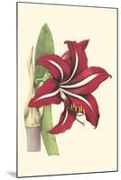 Amaryllis Blooms I-Van Houtteano-Mounted Art Print