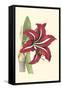 Amaryllis Blooms I-Van Houtteano-Framed Stretched Canvas