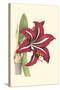 Amaryllis Blooms I-Van Houtteano-Stretched Canvas