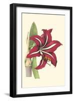 Amaryllis Blooms I-Van Houtteano-Framed Art Print