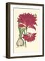 Amaryllis Blooms II-Van Houtteano-Framed Art Print