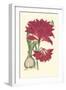 Amaryllis Blooms II-Van Houtteano-Framed Art Print