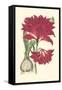 Amaryllis Blooms II-Van Houtteano-Framed Stretched Canvas