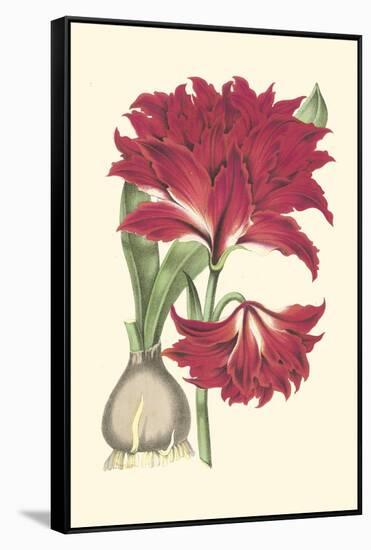 Amaryllis Blooms II-Van Houtteano-Framed Stretched Canvas