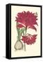 Amaryllis Blooms II-Van Houtteano-Framed Stretched Canvas