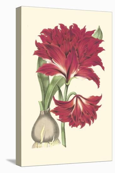 Amaryllis Blooms II-Van Houtteano-Stretched Canvas