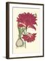 Amaryllis Blooms II-Van Houtteano-Framed Art Print