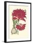 Amaryllis Blooms II-Van Houtteano-Framed Art Print