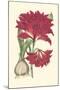 Amaryllis Blooms II-Van Houtteano-Mounted Art Print