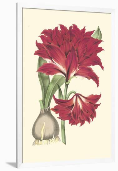 Amaryllis Blooms II-Van Houtteano-Framed Art Print