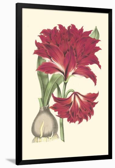 Amaryllis Blooms II-Van Houtteano-Framed Art Print