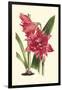 Amaryllis Blooms III-Van Houtteano-Framed Art Print