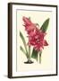 Amaryllis Blooms III-Van Houtteano-Framed Art Print