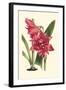 Amaryllis Blooms III-Van Houtteano-Framed Art Print