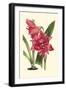 Amaryllis Blooms III-Van Houtteano-Framed Art Print