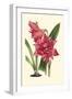 Amaryllis Blooms III-Van Houtteano-Framed Art Print