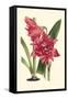 Amaryllis Blooms III-Van Houtteano-Framed Stretched Canvas