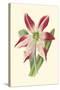 Amaryllis Blooms IV-Van Houtteano-Stretched Canvas