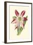 Amaryllis Blooms IV-Van Houtteano-Framed Art Print