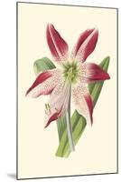 Amaryllis Blooms IV-Van Houtteano-Mounted Art Print