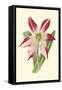 Amaryllis Blooms IV-Van Houtteano-Framed Stretched Canvas