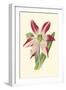 Amaryllis Blooms IV-Van Houtteano-Framed Art Print