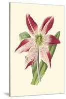 Amaryllis Blooms IV-Van Houtteano-Stretched Canvas