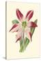 Amaryllis Blooms IV-Van Houtteano-Stretched Canvas