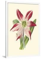 Amaryllis Blooms IV-Van Houtteano-Framed Art Print
