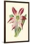 Amaryllis Blooms IV-Van Houtteano-Framed Art Print