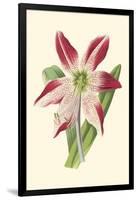 Amaryllis Blooms IV-Van Houtteano-Framed Art Print