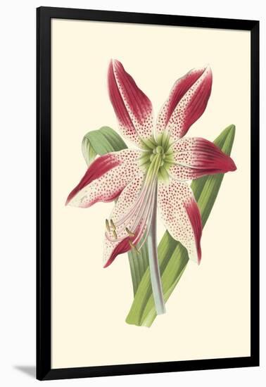 Amaryllis Blooms IV-Van Houtteano-Framed Art Print