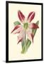 Amaryllis Blooms IV-Van Houtteano-Framed Art Print