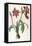 Amaryllis Brasiliensis (Brazilian Amaryllis), 1816-Pierre Joseph Redoute-Framed Stretched Canvas