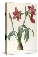 Amaryllis Brasiliensis (Brazilian Amaryllis), 1816-Pierre Joseph Redoute-Stretched Canvas