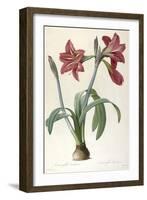 Amaryllis Brasiliensis (Brazilian Amaryllis), 1816-Pierre Joseph Redoute-Framed Giclee Print