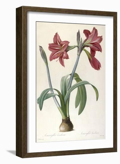 Amaryllis Brasiliensis (Brazilian Amaryllis), 1816-Pierre Joseph Redoute-Framed Giclee Print