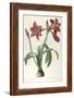 Amaryllis Brasiliensis (Brazilian Amaryllis), 1816-Pierre Joseph Redoute-Framed Giclee Print